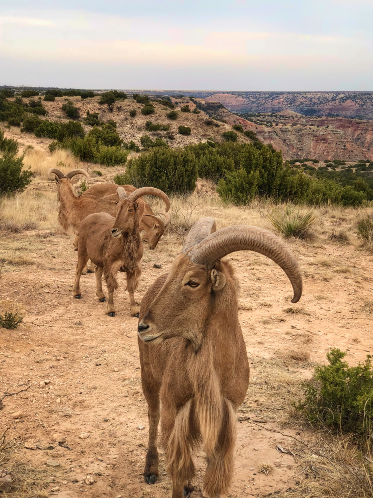 Barbary Sheep Bear Palo Duro Canyon