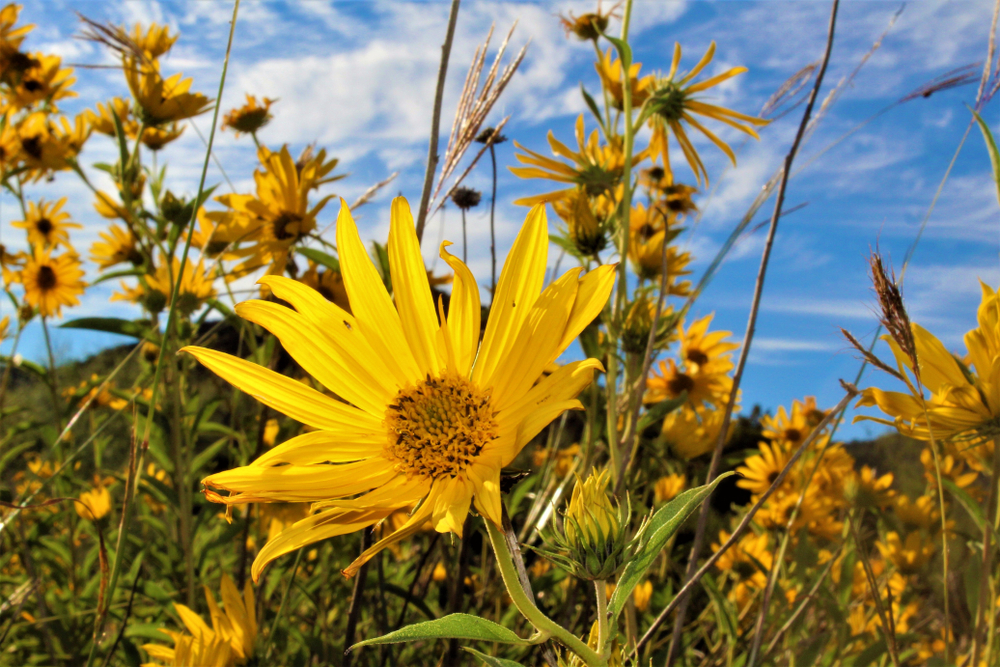 Beautiful Yellow Daisy Wildflowers in the Palo Duro Canyon State Park in the Panhandle of Texas