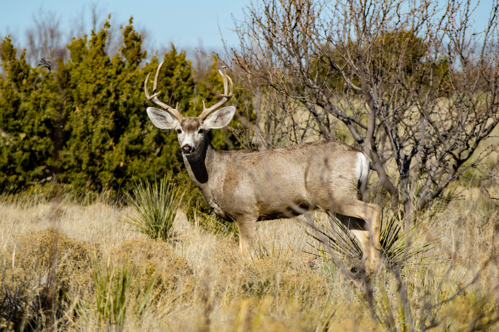 Mule Deer with antlers in Palo Duro Canyon State Park